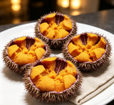Fresh Sea Urchin